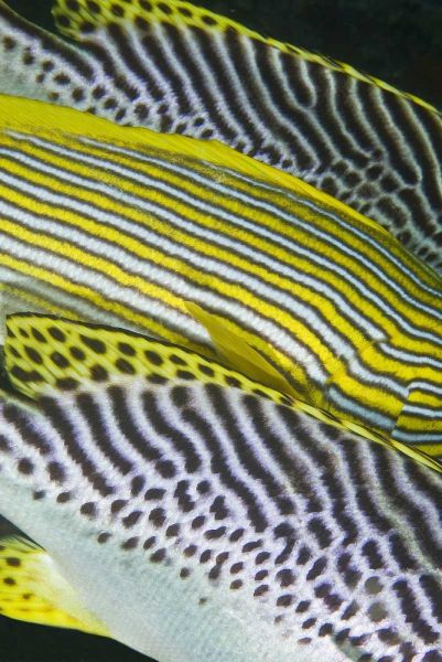 Indonesia, Komodo NP Banding on sweetlips fish